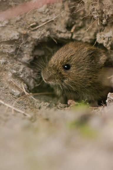 Rats, Mice & Voles extermination