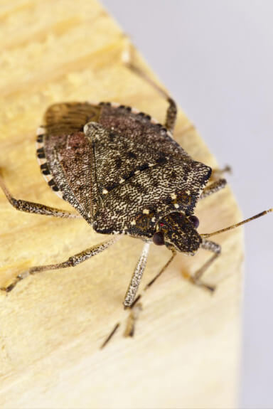 Stink Bugs, Cluster Flies & Boxelder Bugs extermination