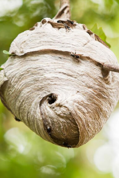 nest removal for Wasps, Hornets & Bees