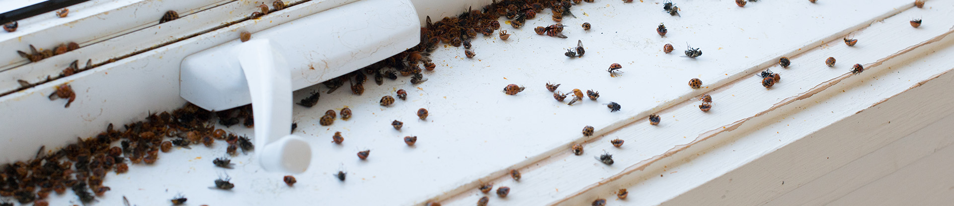 extermination services for multi-colored asian lady beetle