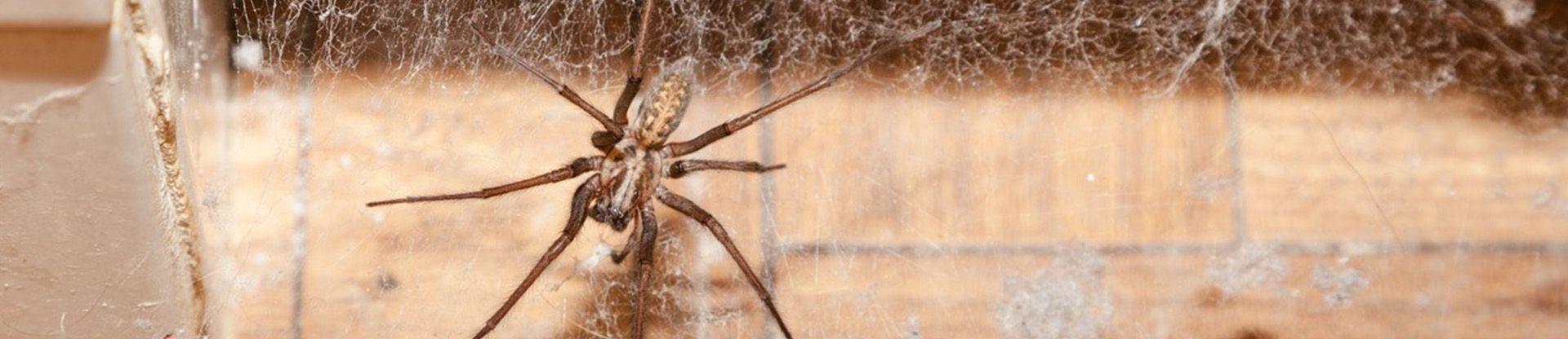 residential and commercial pest control for spiders