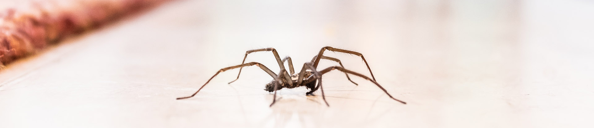 residential and commercial pest control for spiders