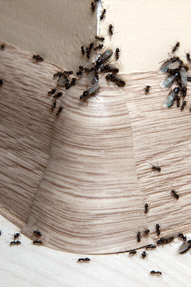ants on molding of house