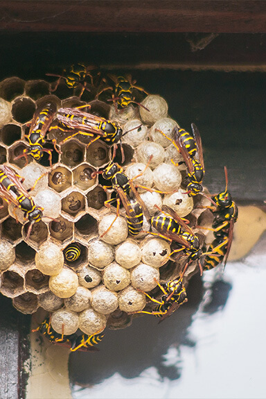 honeycomb bees nest