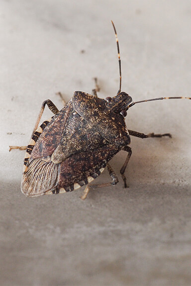 stink bug close up